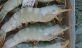 天津水产爆料事件最新,揭露海鲜市场惊人内幕，食品安全再引关注